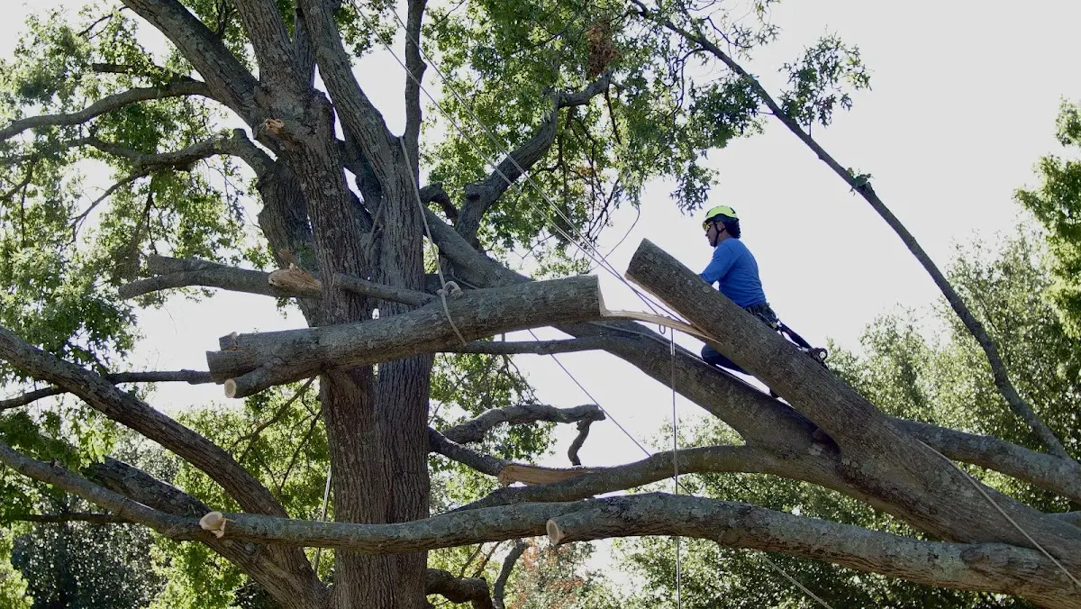 Professional Crown Thinning performed by certified arborists in Panama City Beach