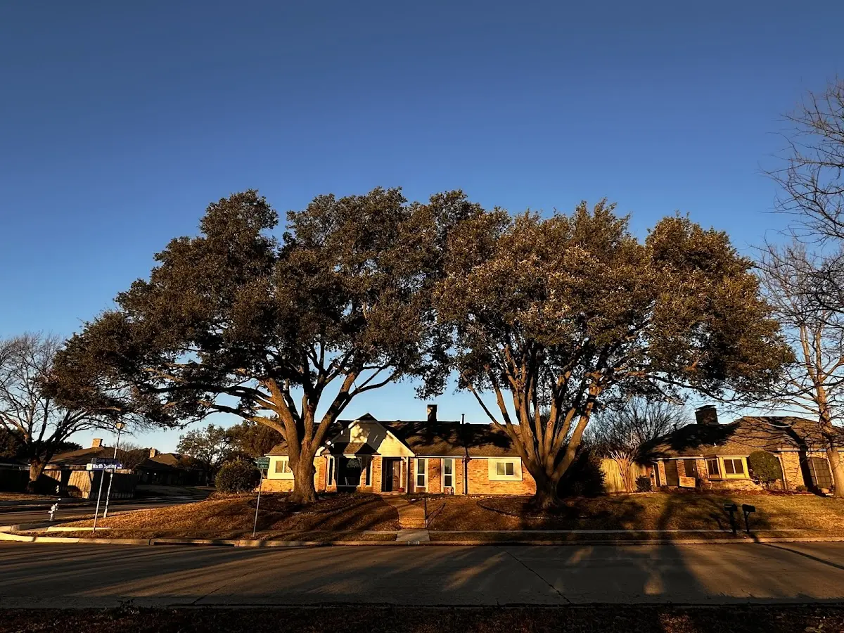 Established residential canopy tree shading a home in Panama City Beach